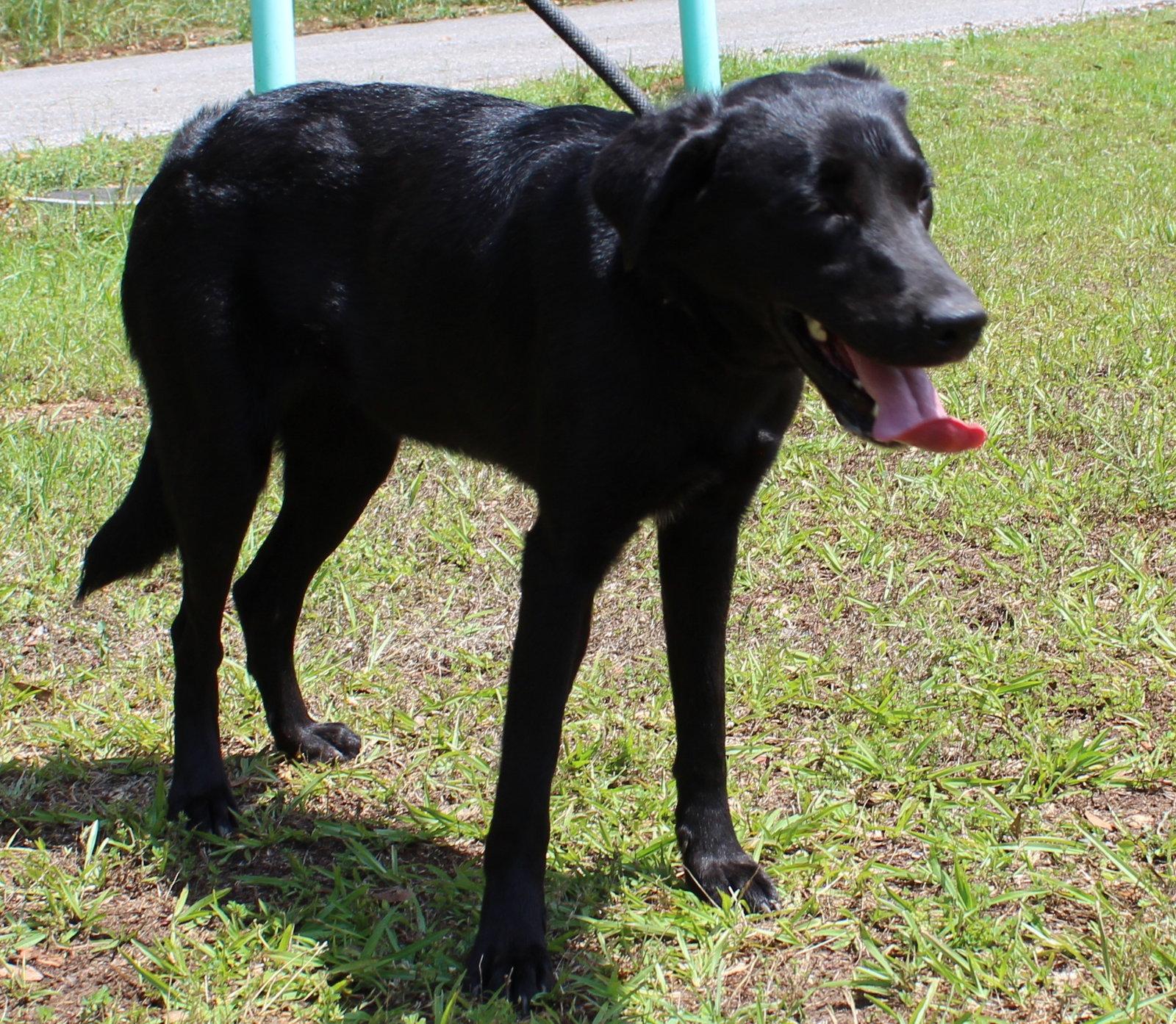 Enlarge Bonita 43457, a Adoptable Black Labrador Retriever in Prattville, AL image 3/3