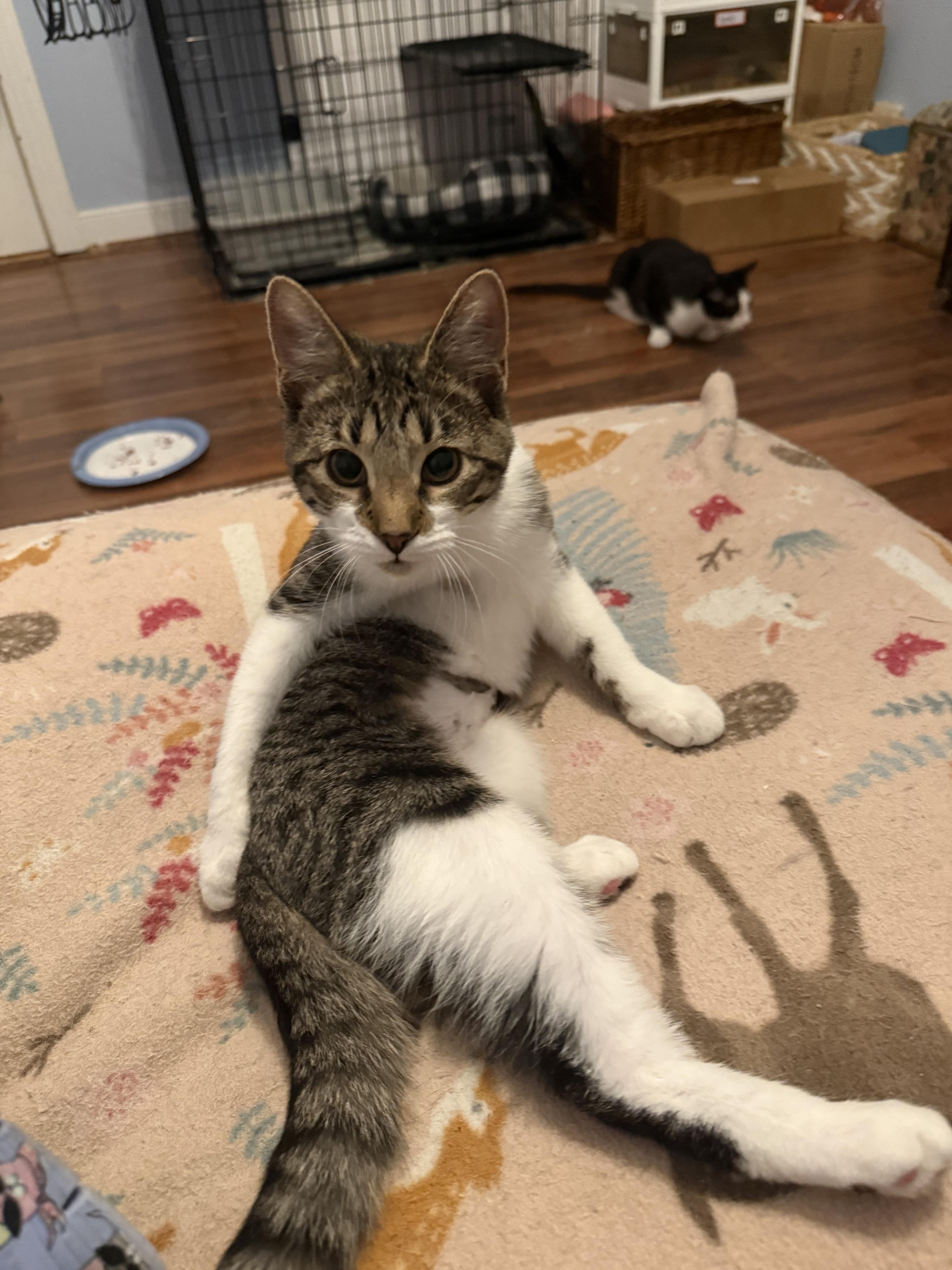 Enlarge Mercedes, a Adoptable American Shorthair in North Chesterfield, VA image 1/2