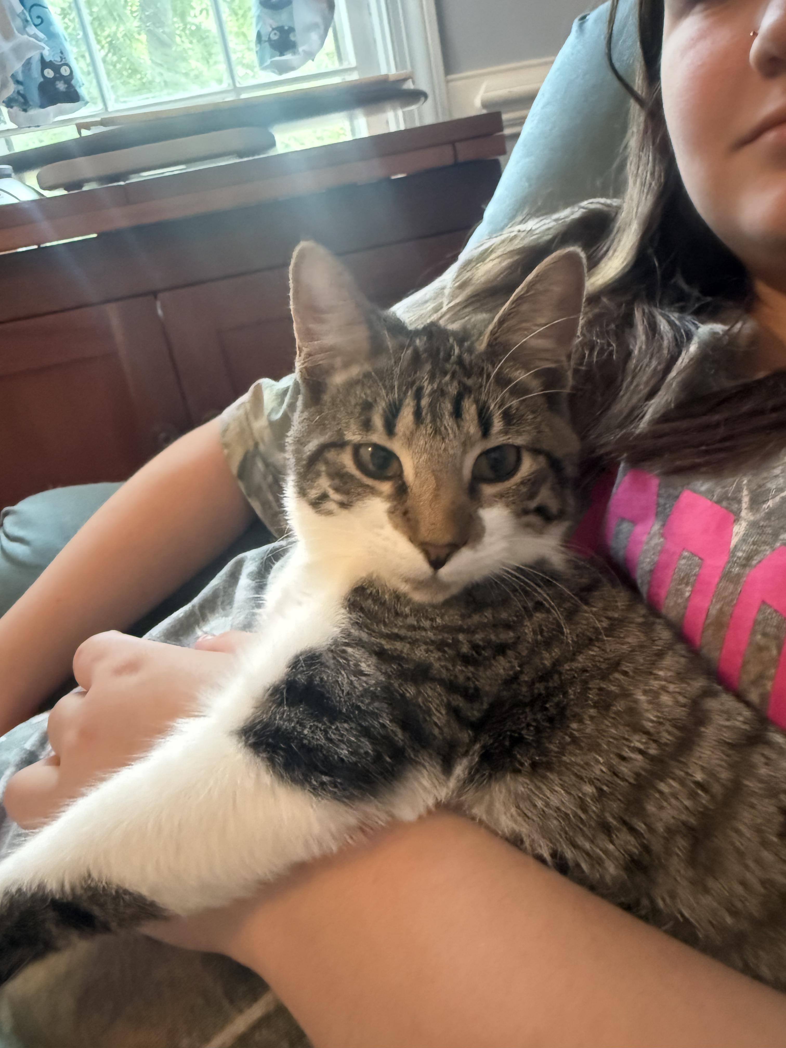 Enlarge Mercedes, a Adoptable American Shorthair in North Chesterfield, VA image 2/2