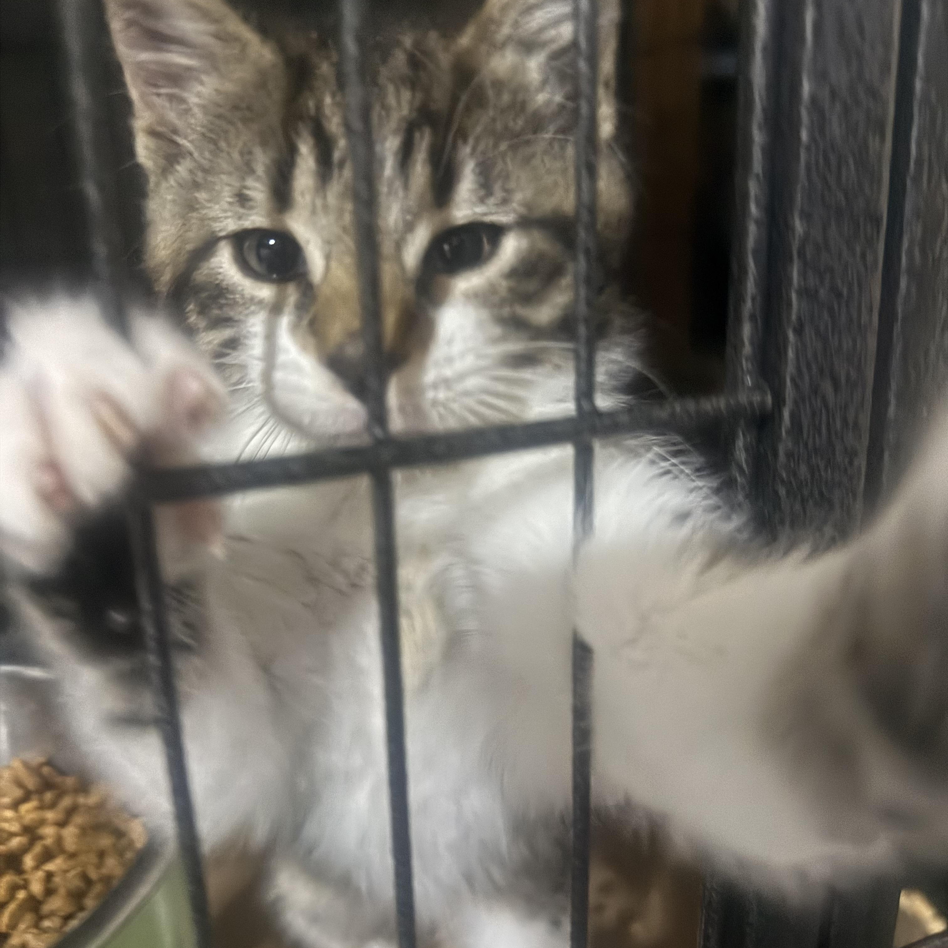 Enlarge Mercedes, a ADOPTABLE American Shorthair in North Chesterfield, VA image 3/3