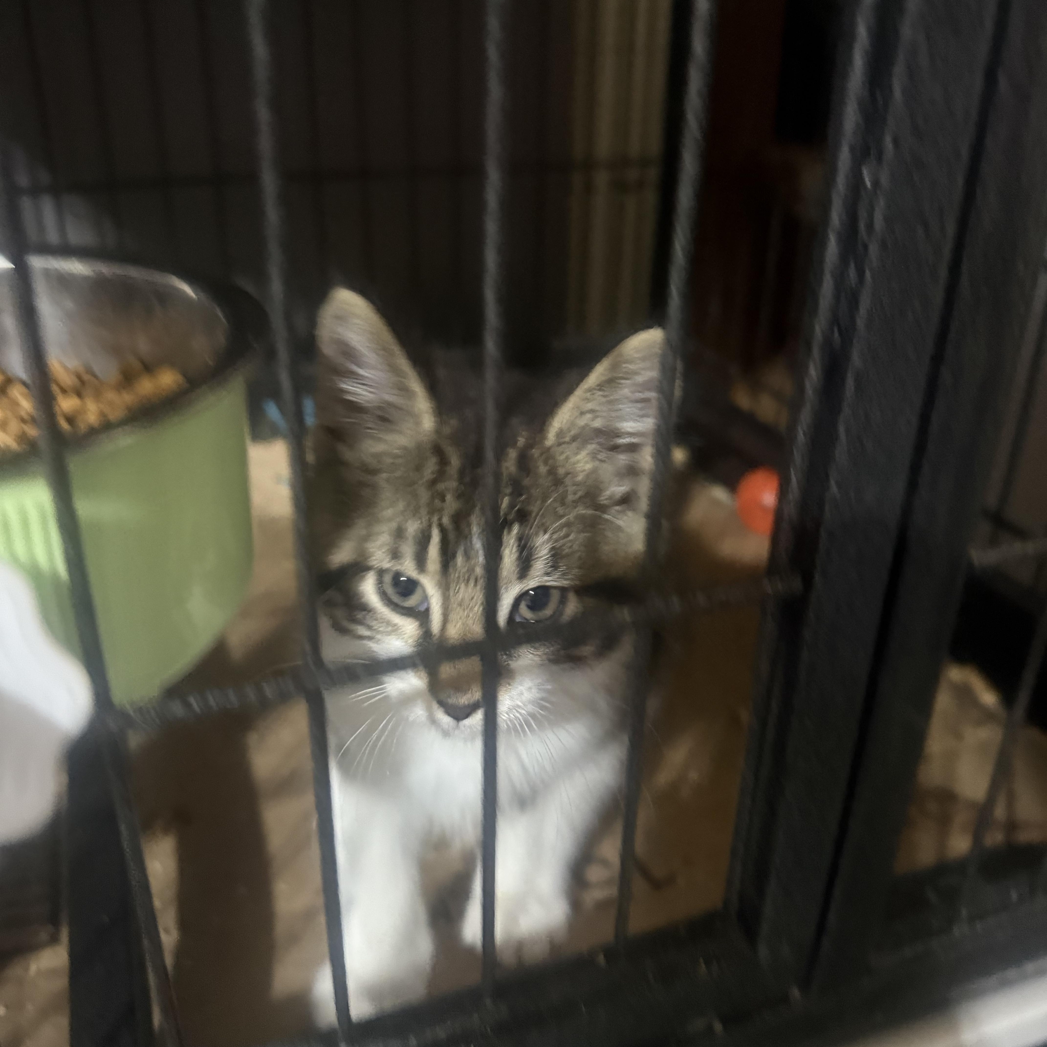 Enlarge Mercedes, a ADOPTABLE American Shorthair in North Chesterfield, VA image 2/3