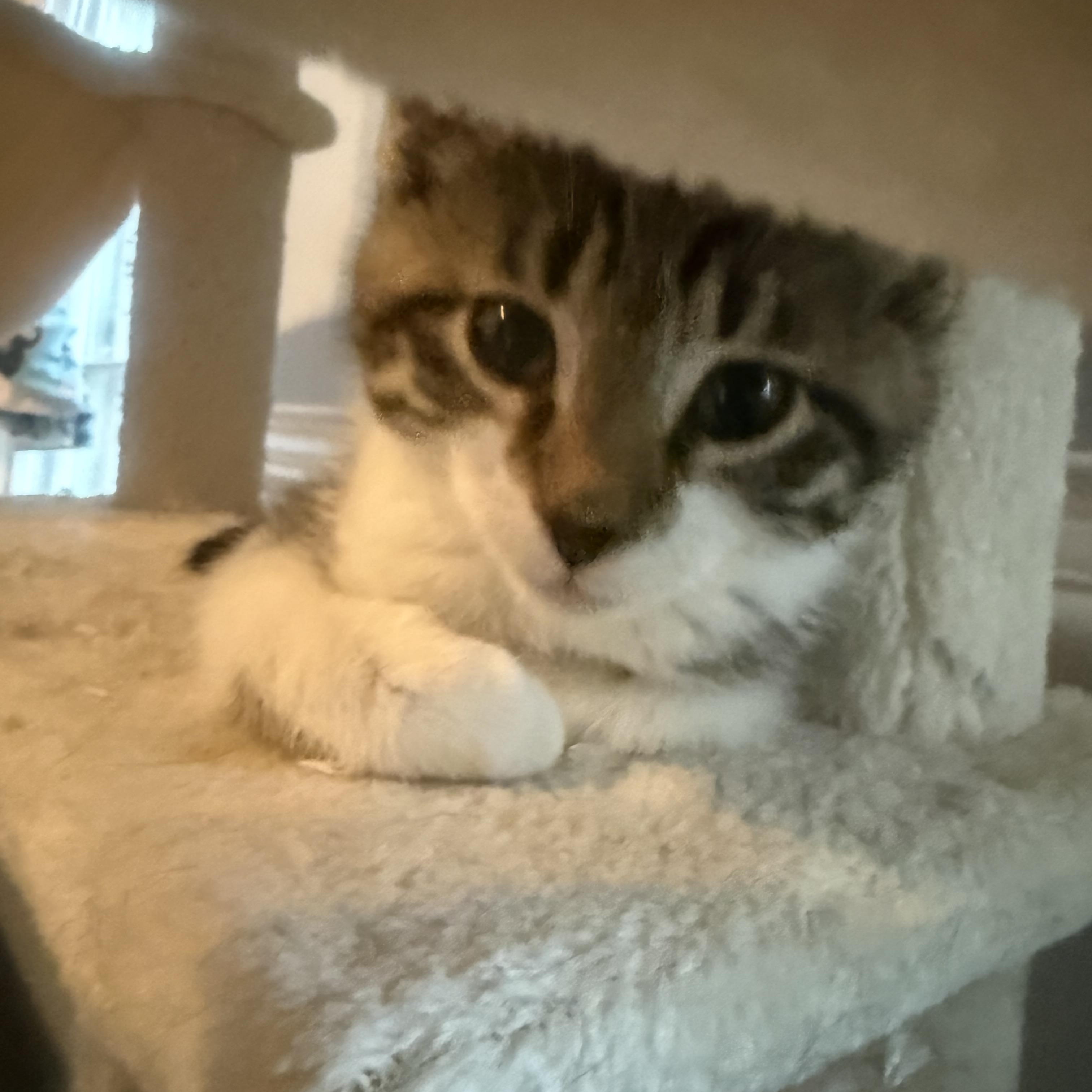 Mercedes, ADOPTABLE, Kitten Female American Shorthair.