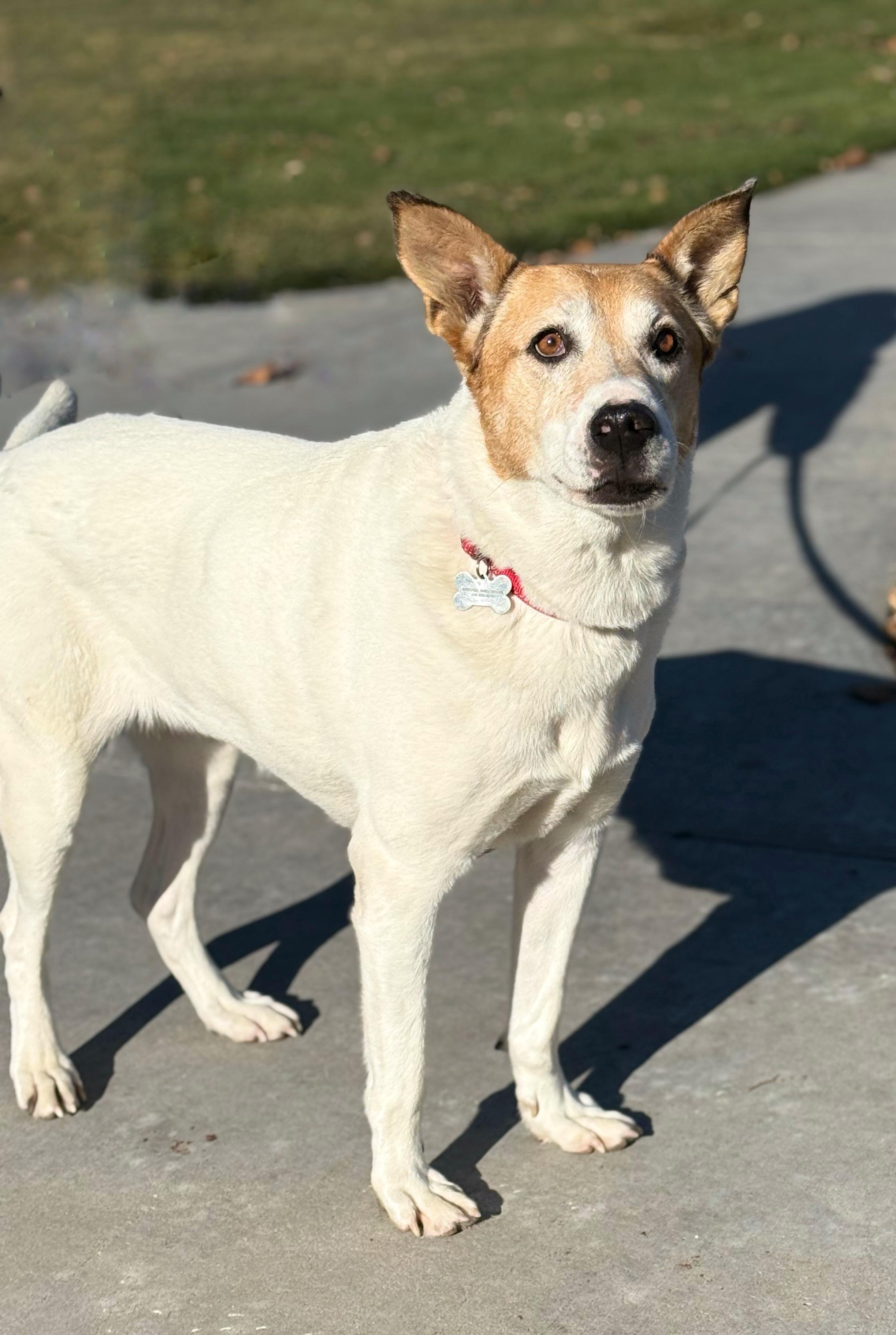 Shelby/Dottie, Adoptable, Senior Female Australian Cattle Dog / Blue Heeler.
