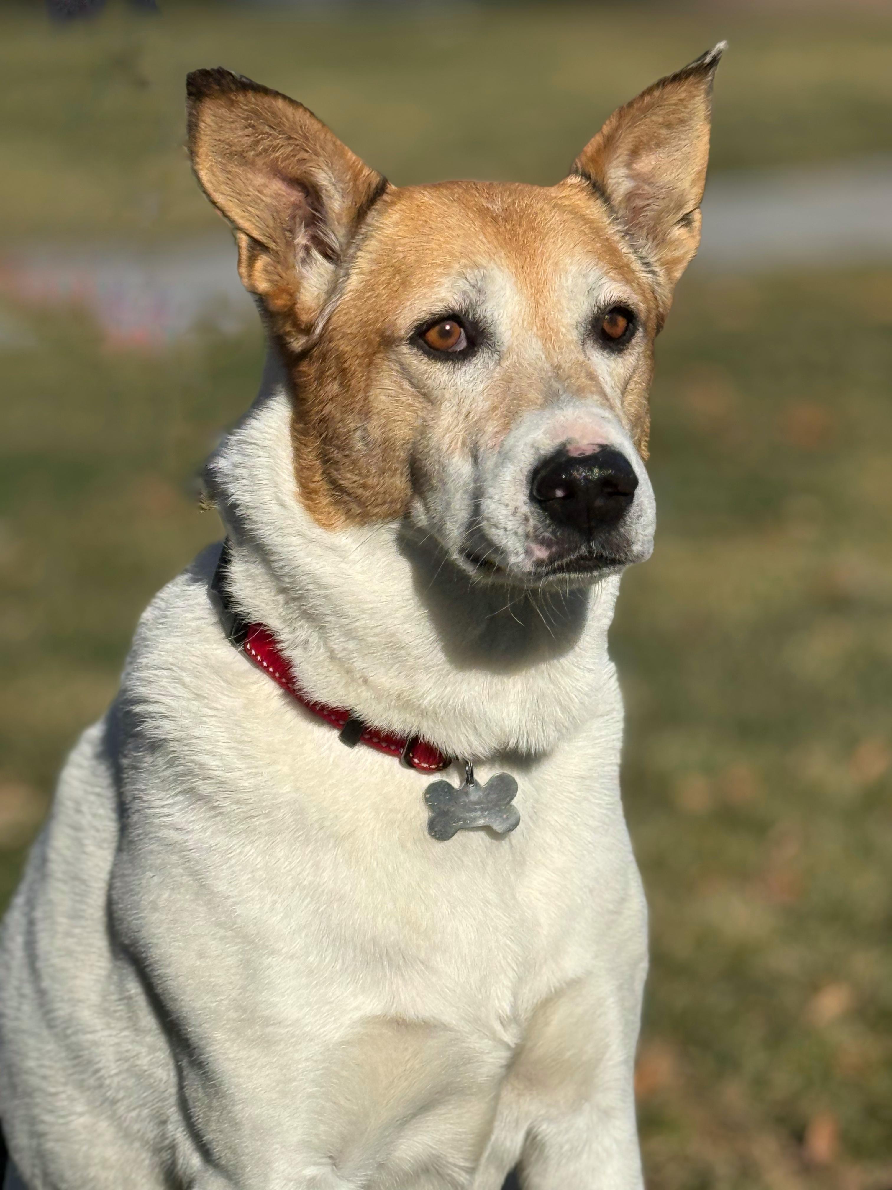 Enlarge Shelby/Dottie, a Adoptable mixed breed in Twin Falls, ID image 2/4