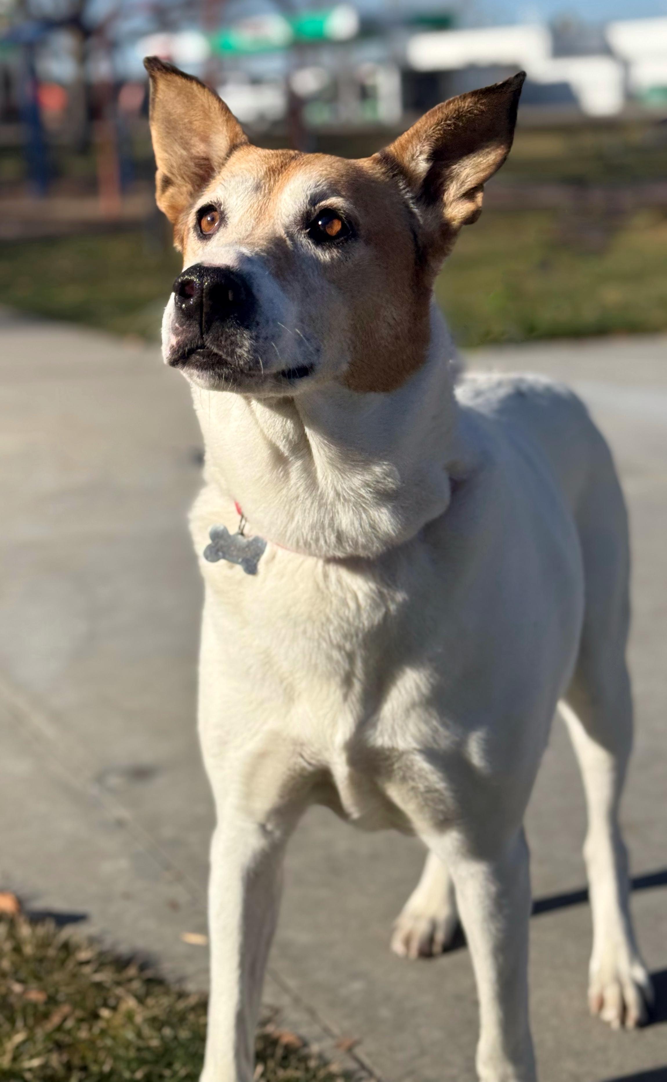 Enlarge Shelby/Dottie, a Adoptable mixed breed in Twin Falls, ID image 3/4