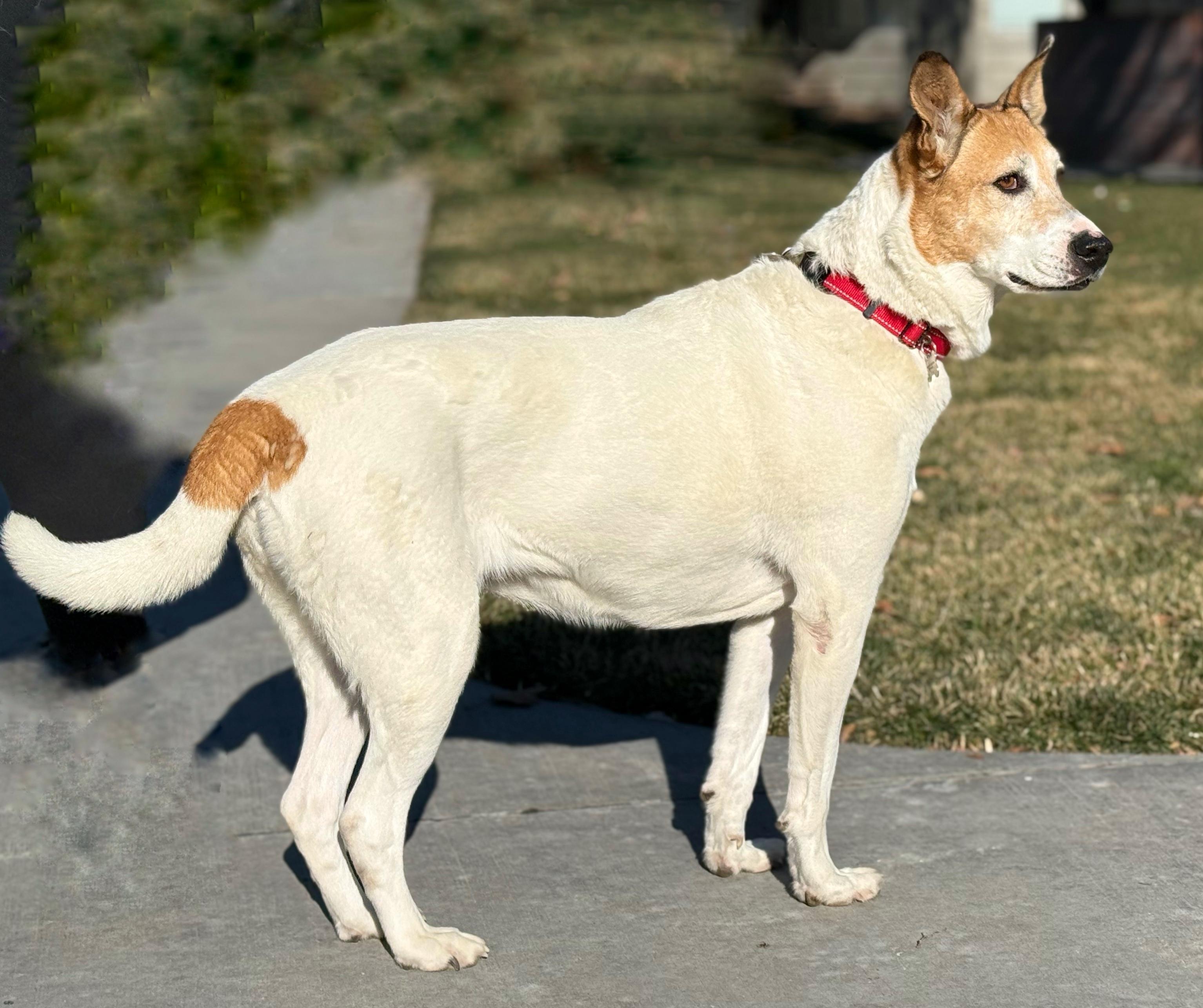 Enlarge Shelby/Dottie, a Adoptable mixed breed in Twin Falls, ID image 4/4