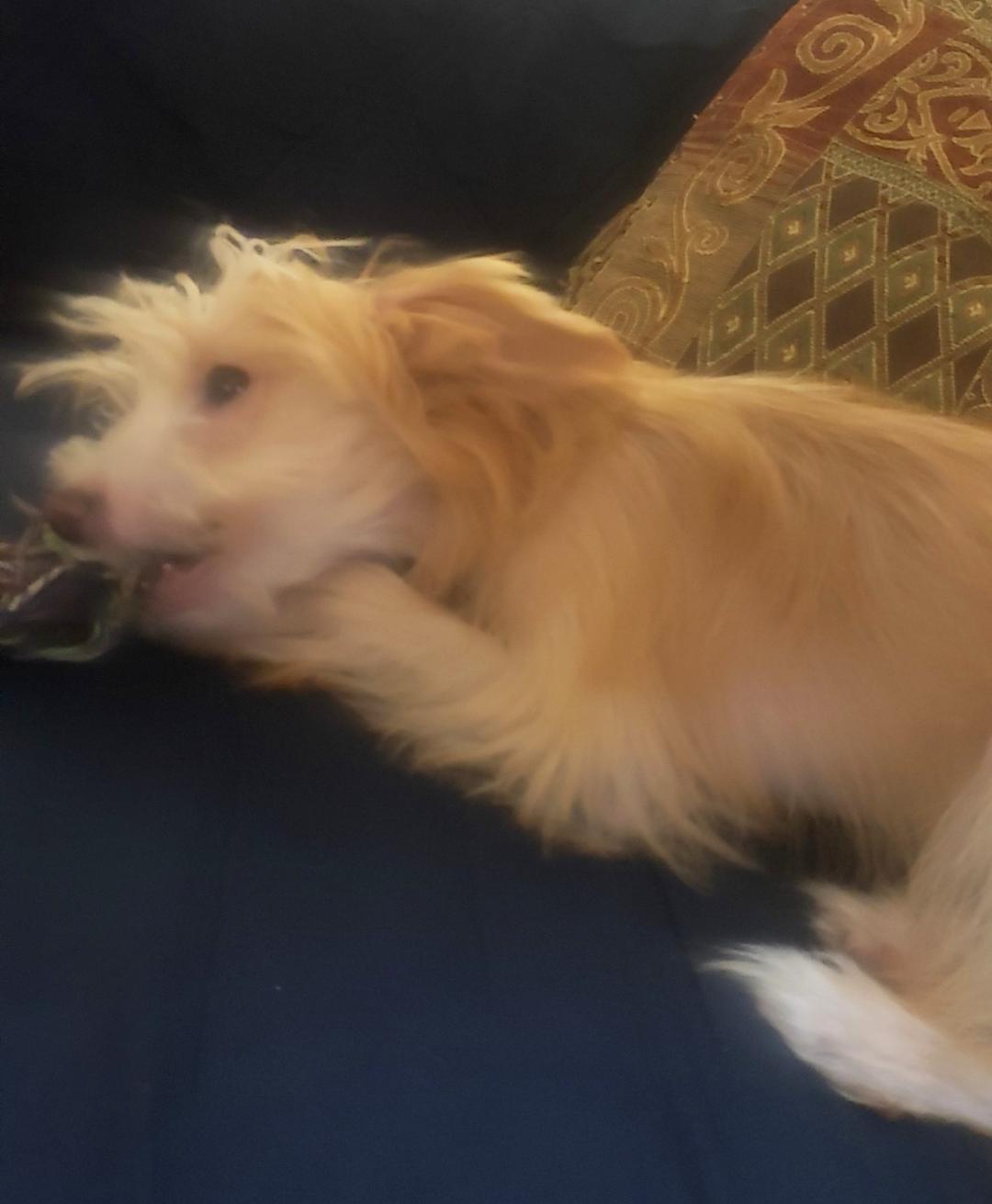 Enlarge George (New England), a Adopted Chinese Crested Dog in Gilford, NH image 1/3