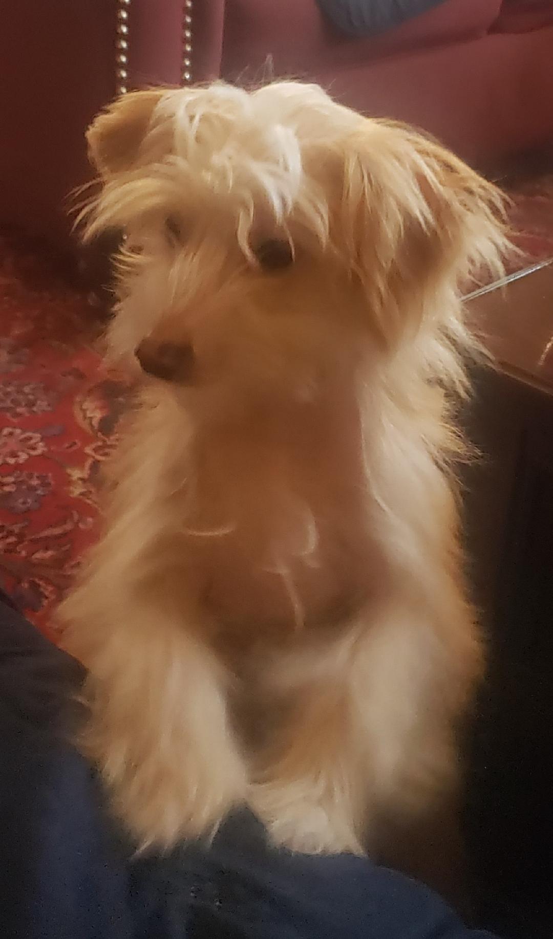 Enlarge George (New England), a Adopted Chinese Crested Dog in Gilford, NH image 2/3