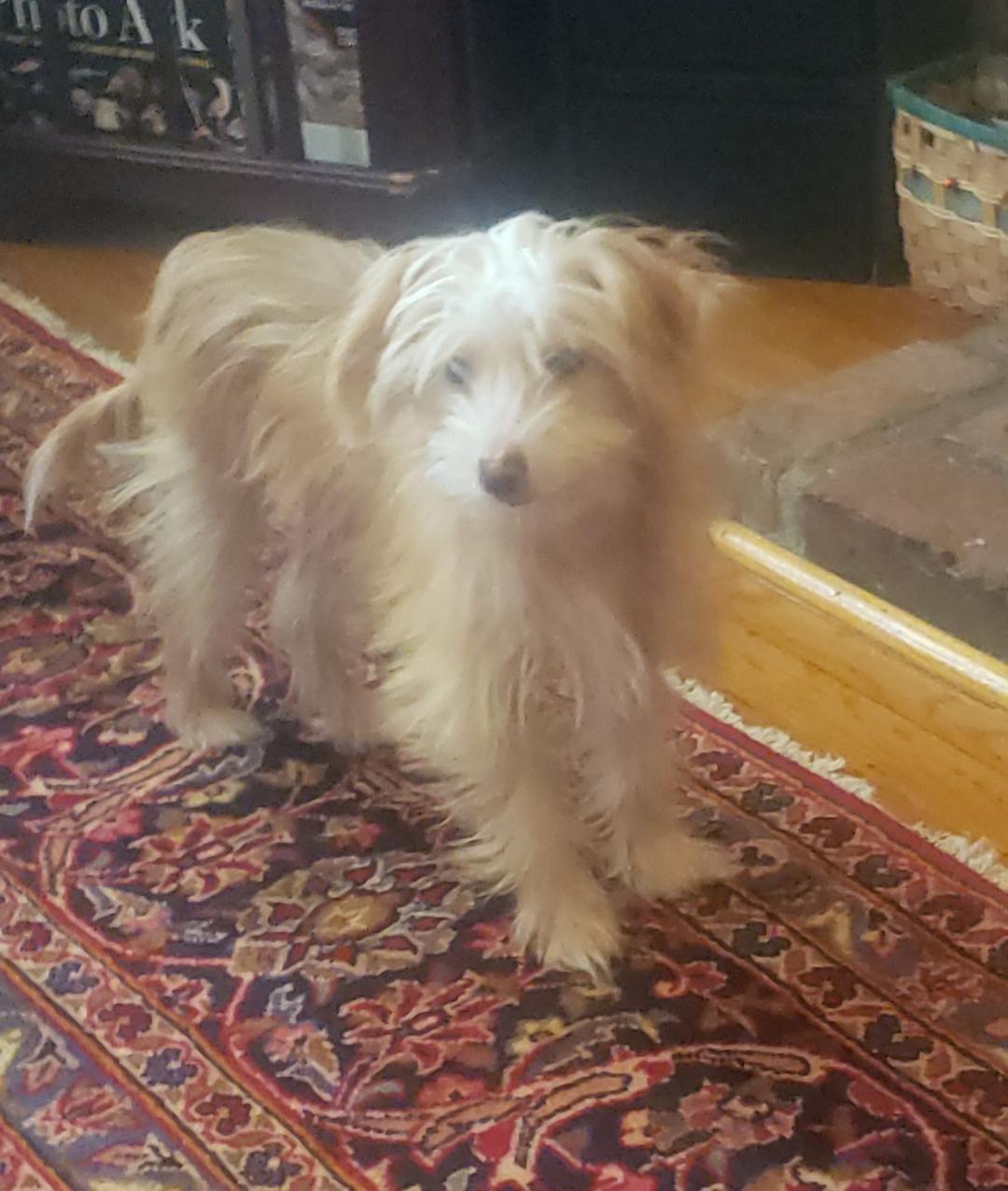 George (New England), Adopted, Puppy Male Chinese Crested Dog.