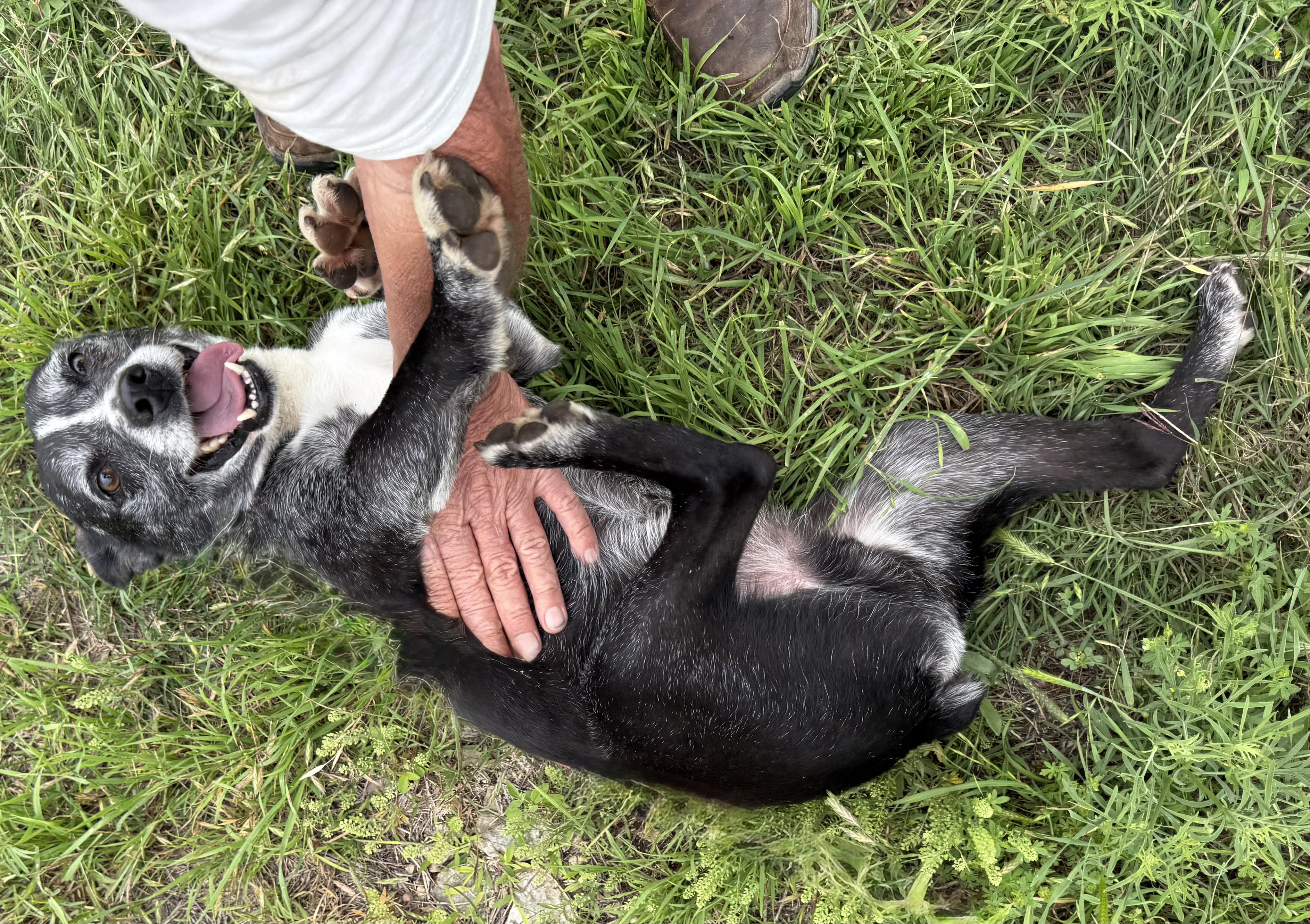 Lincoln Biscuit, a Adoptable mixed breed in Long Beach, CA image 3/5