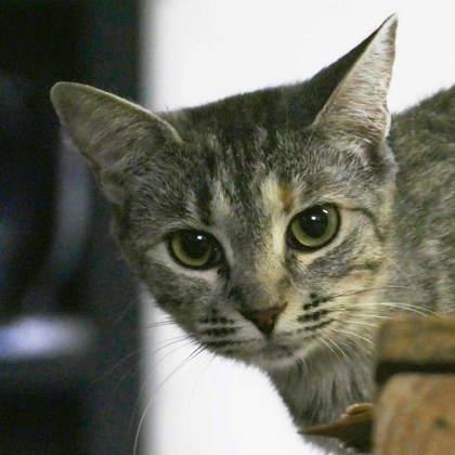 Catphrodite, Adoptable, Adult Female Domestic Short Hair.