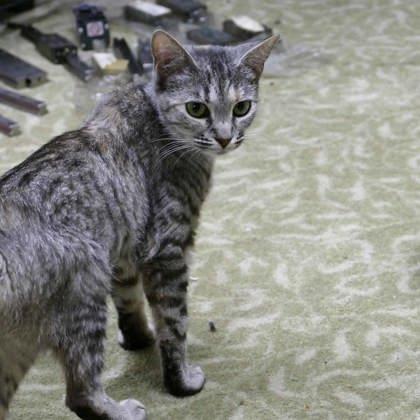 Catphrodite, a Adoptable mixed breed in Atlanta, GA image 2/2