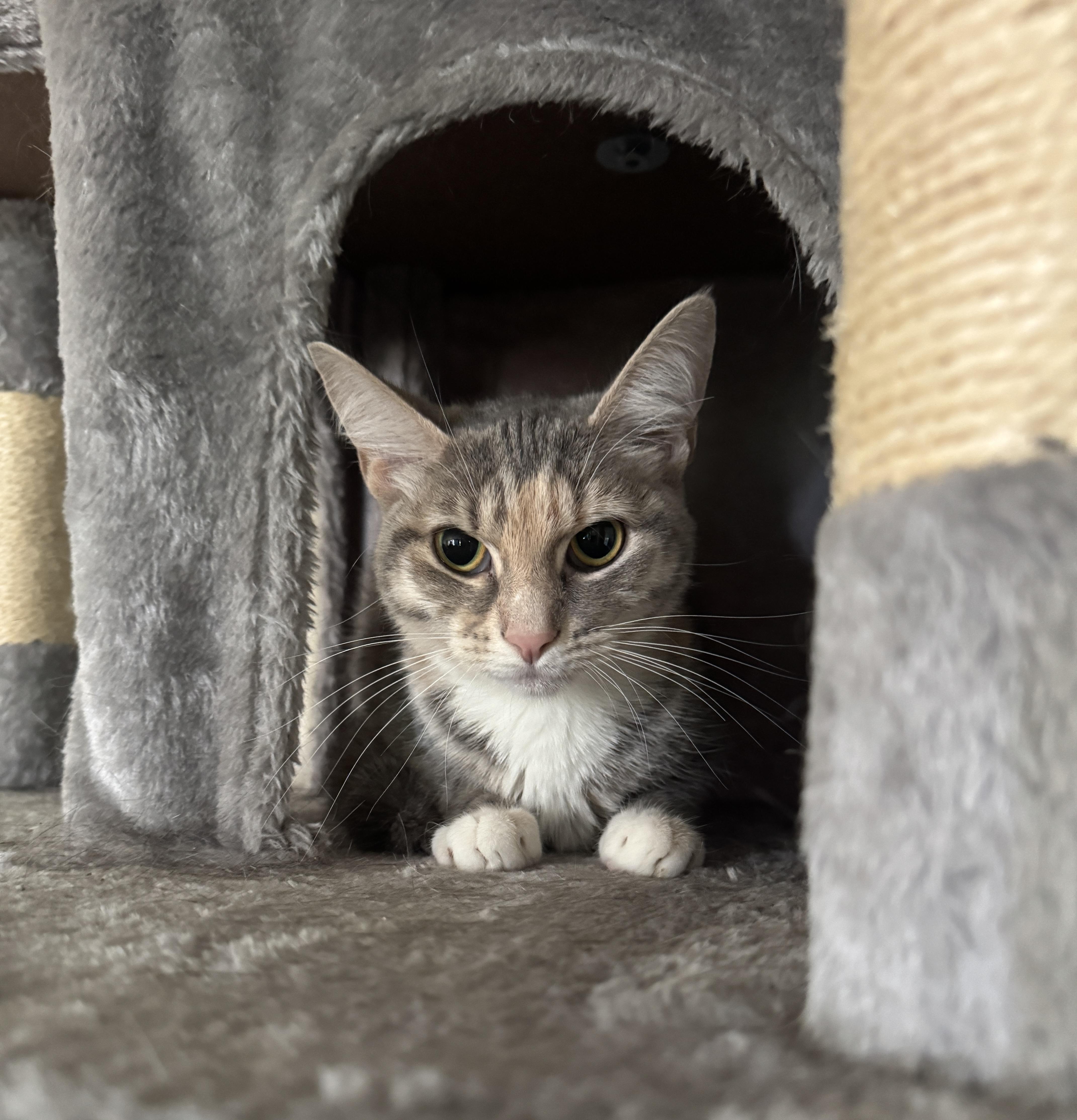 Ella, Adoptable, Kitten Female American Shorthair.