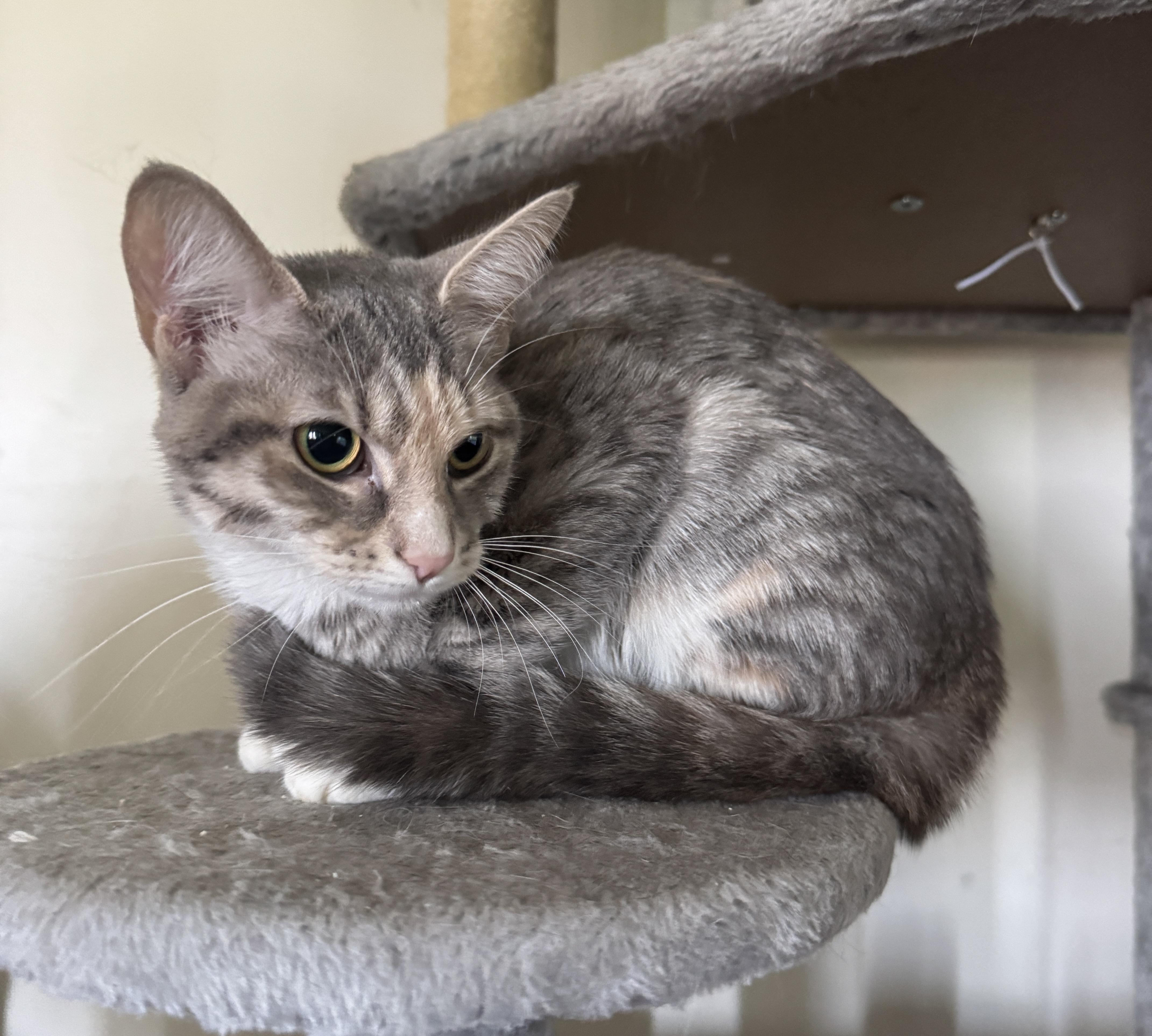 Enlarge Ella, a Adoptable American Shorthair in Massillon, OH image 2/2