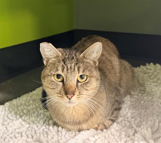 Enlarge DELLA, a Adoptable Domestic Short Hair in San Martin, CA image 1/1