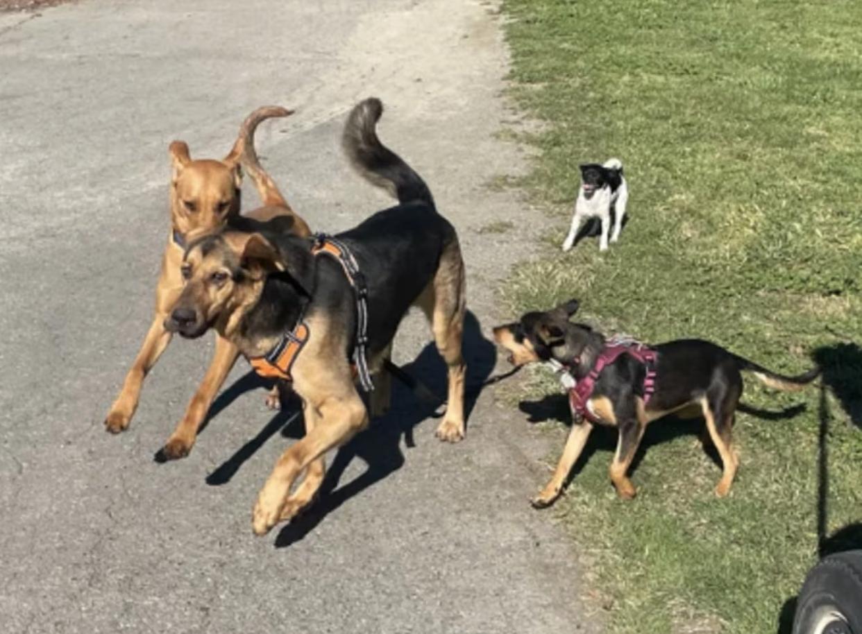 Enlarge Pogo, a ADOPTABLE mixed breed in Davis, CA image 3/3