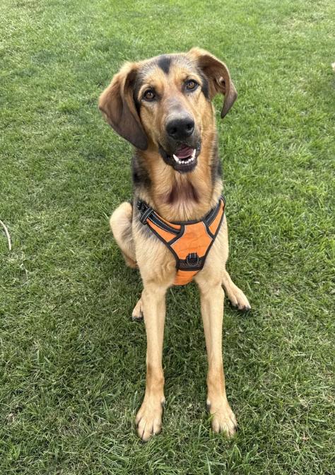 Pogo, ADOPTABLE, Young Male Hound & Coonhound.
