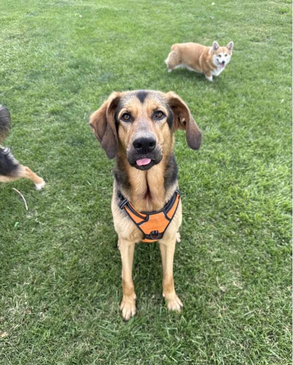 Pogo, an adoptable mixed breed in Davis, CA image 5/6