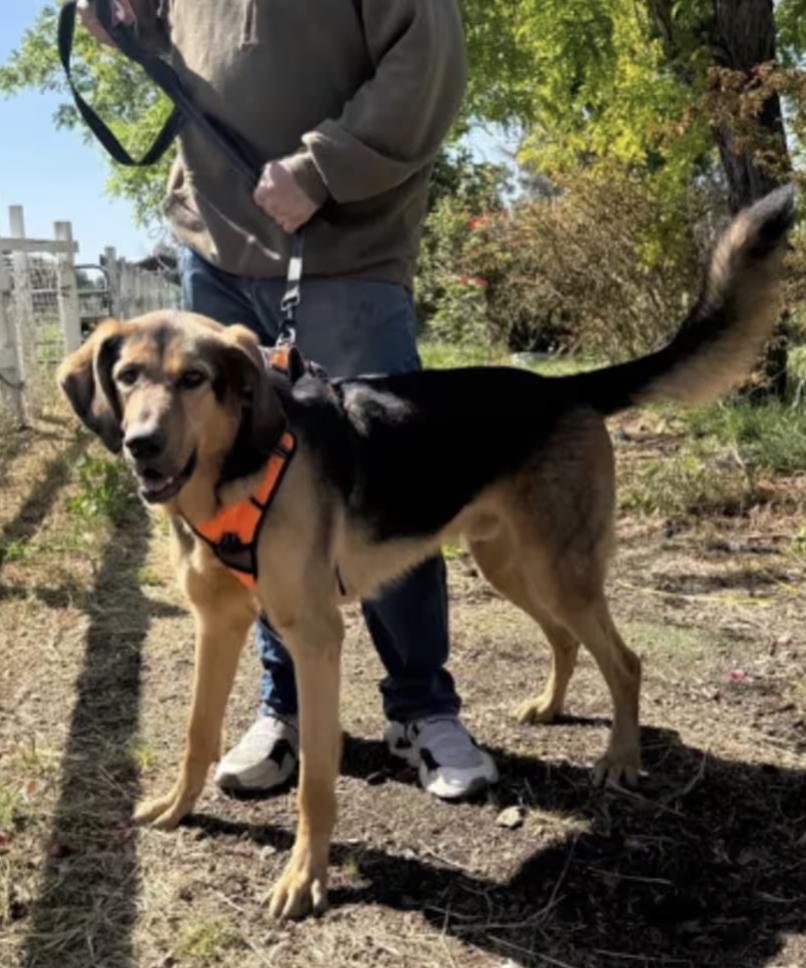 Enlarge Pogo, a ADOPTABLE mixed breed in Davis, CA image 1/3
