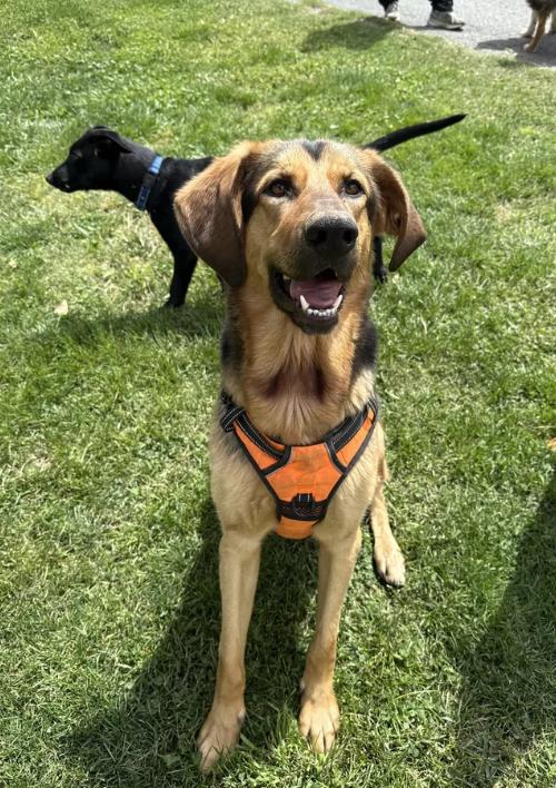 Pogo, an adoptable mixed breed in Davis, CA image 3/6