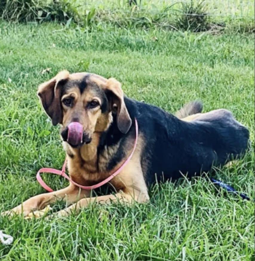 Enlarge Pogo, a ADOPTABLE mixed breed in Davis, CA image 2/3