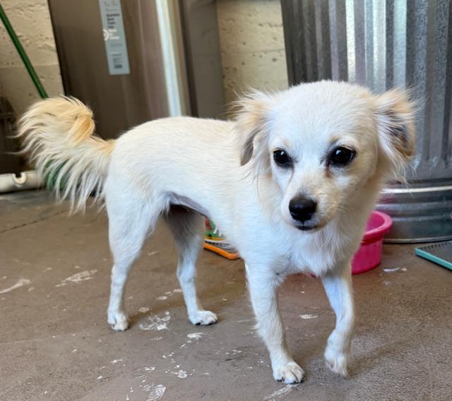 Tessa, Adoptable, Adult Female Chihuahua.