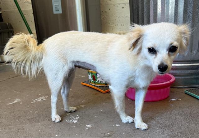 Tessa, a Adoptable mixed breed in Santa Rosa, CA image 3/5