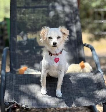 Tessa, a Adoptable mixed breed in Santa Rosa, CA image 4/5