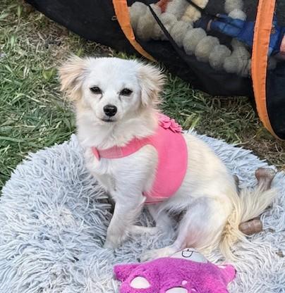 Tessa, a Adoptable mixed breed in Santa Rosa, CA image 5/5