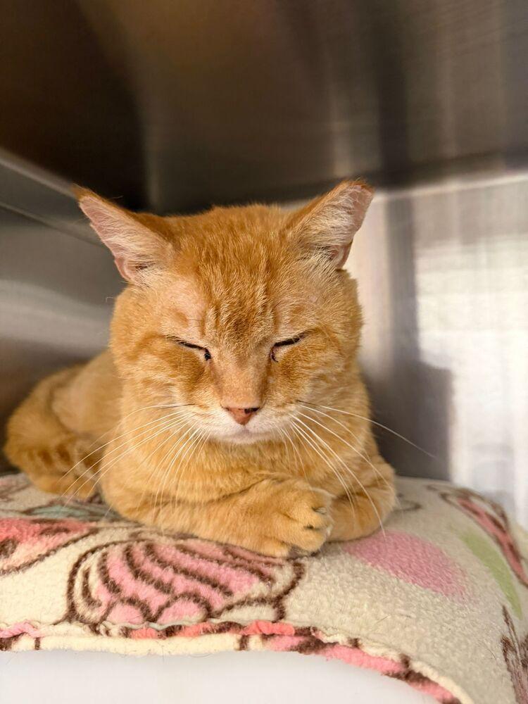 Jacob, Adoptable, Young Male Domestic Short Hair.