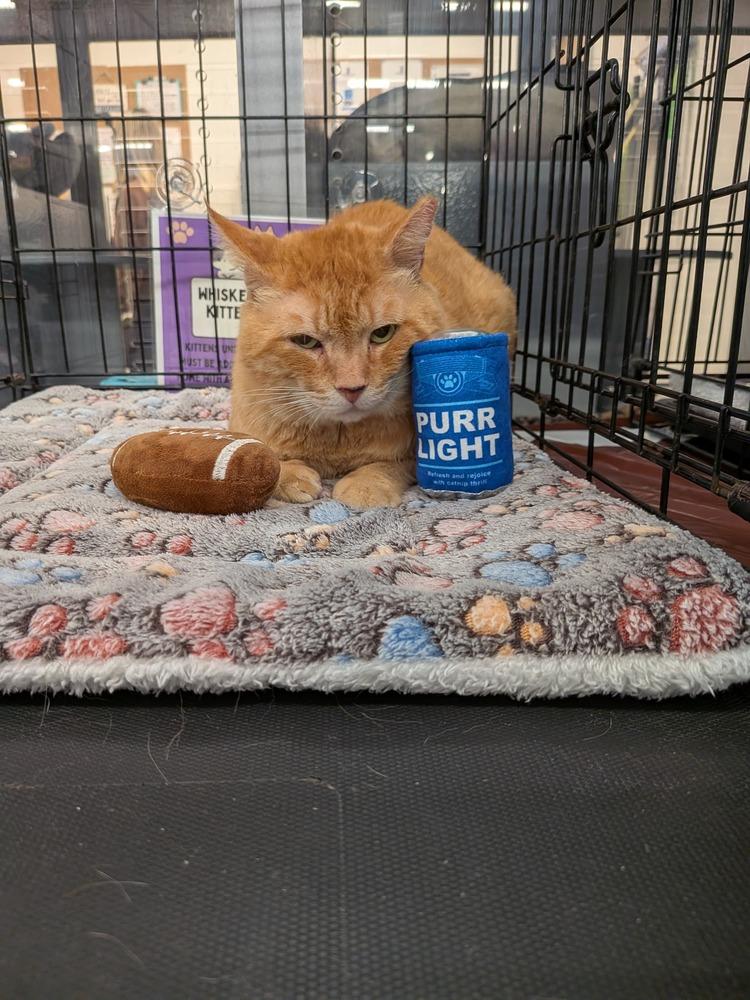 Enlarge Jacob, a Adoptable Domestic Short Hair in Orlando, FL image 2/6