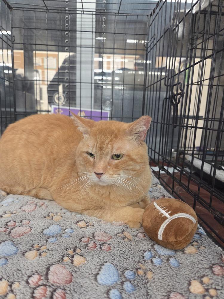 Enlarge Jacob, a Adoptable Domestic Short Hair in Orlando, FL image 3/6