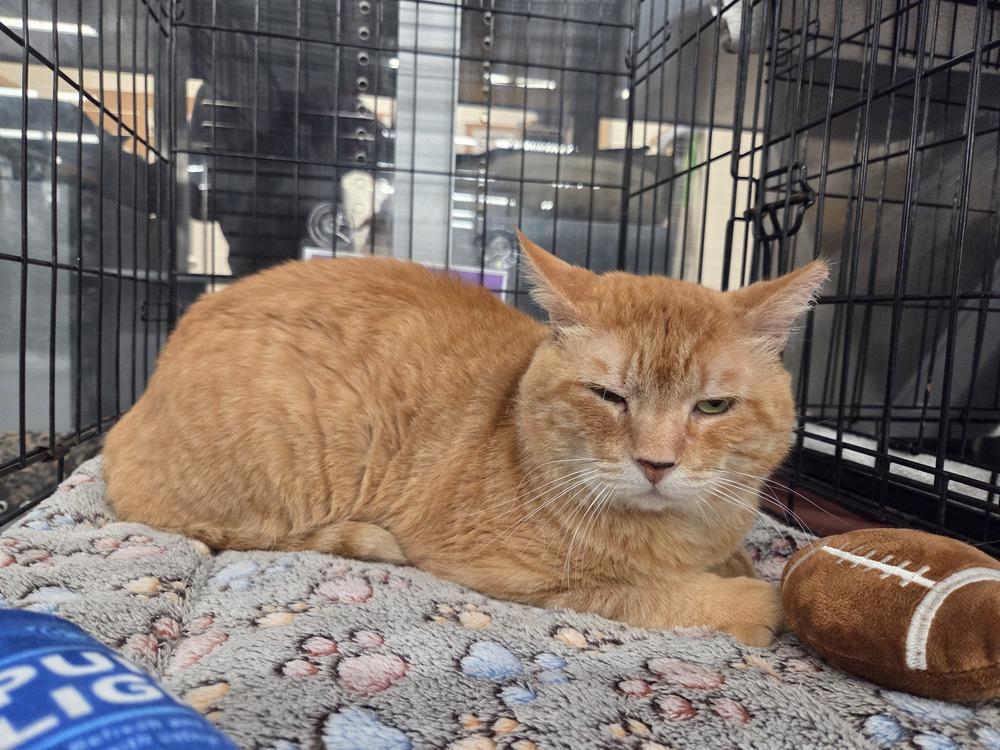 Enlarge Jacob, a Adoptable Domestic Short Hair in Orlando, FL image 5/6