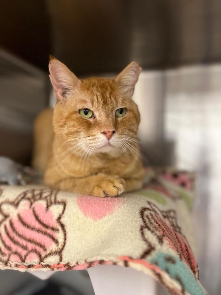 Enlarge Jacob, a Adoptable Domestic Short Hair in Orlando, FL image 6/6