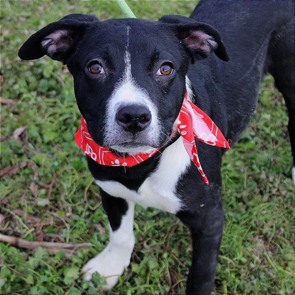 Bodine in NH! Come Meet our Adoptable Dogs Wednesday-Saturday. More info in Bio! , ADOPTABLE, Puppy Male Terrier.
