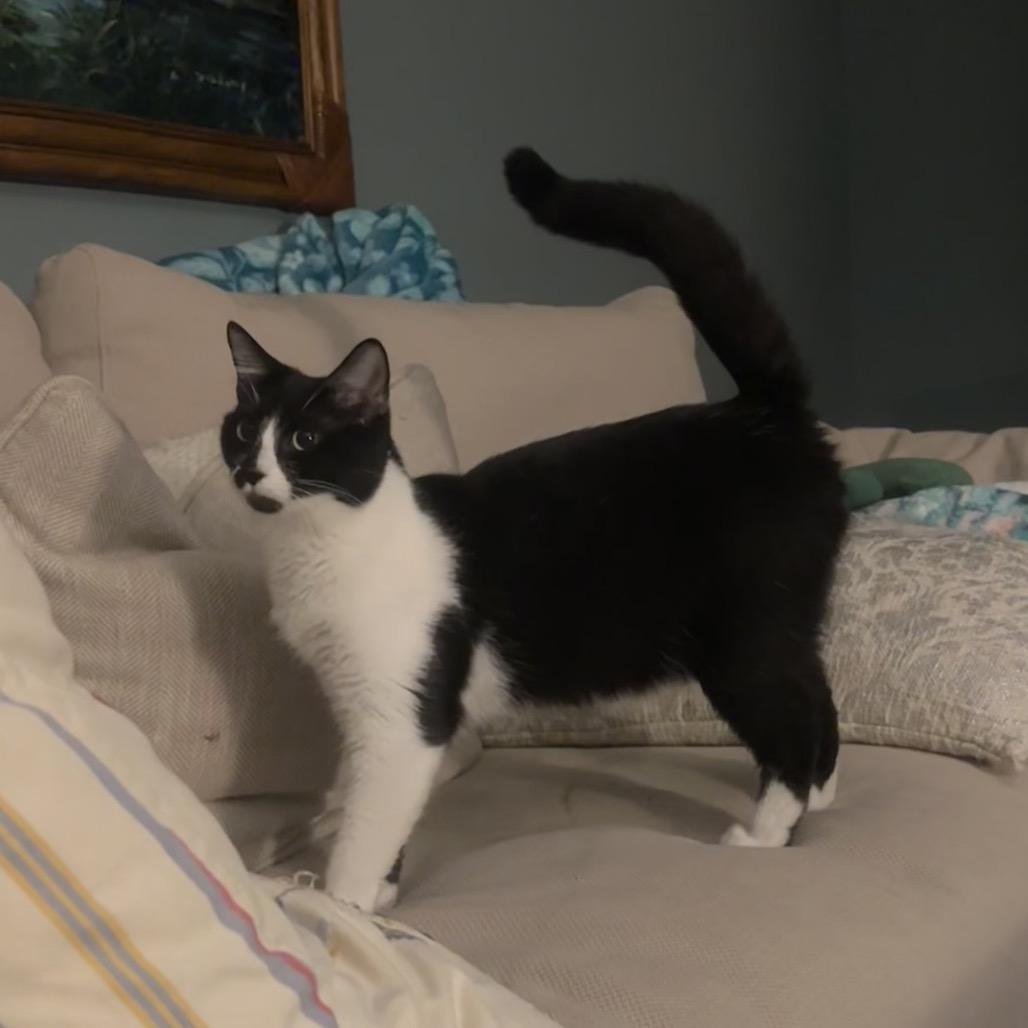 Enlarge Sarah, a Adoptable Domestic Short Hair in North Port, FL image 1/1