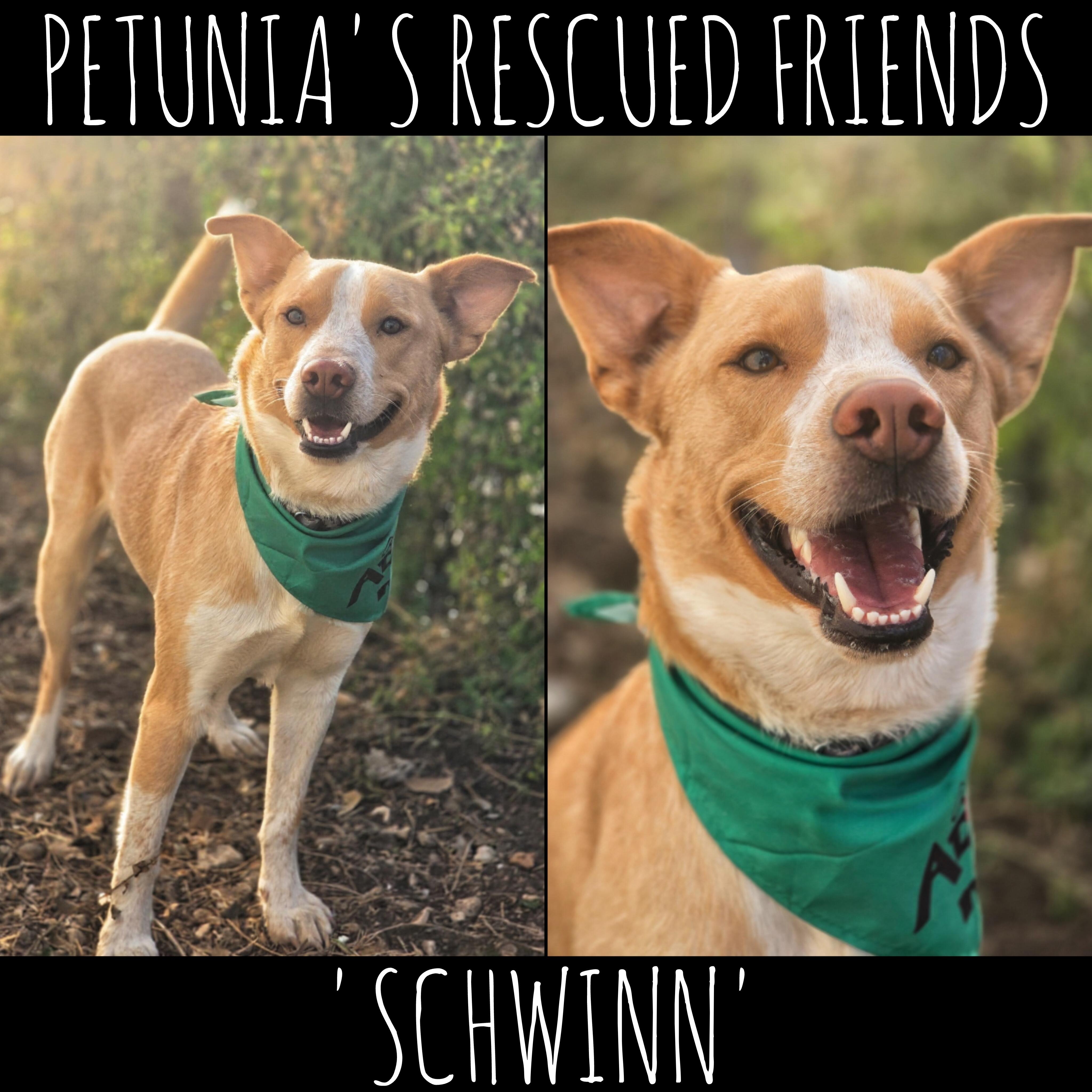 Enlarge Schwinn, a Adoptable mixed breed in Castroville, TX image 1/2