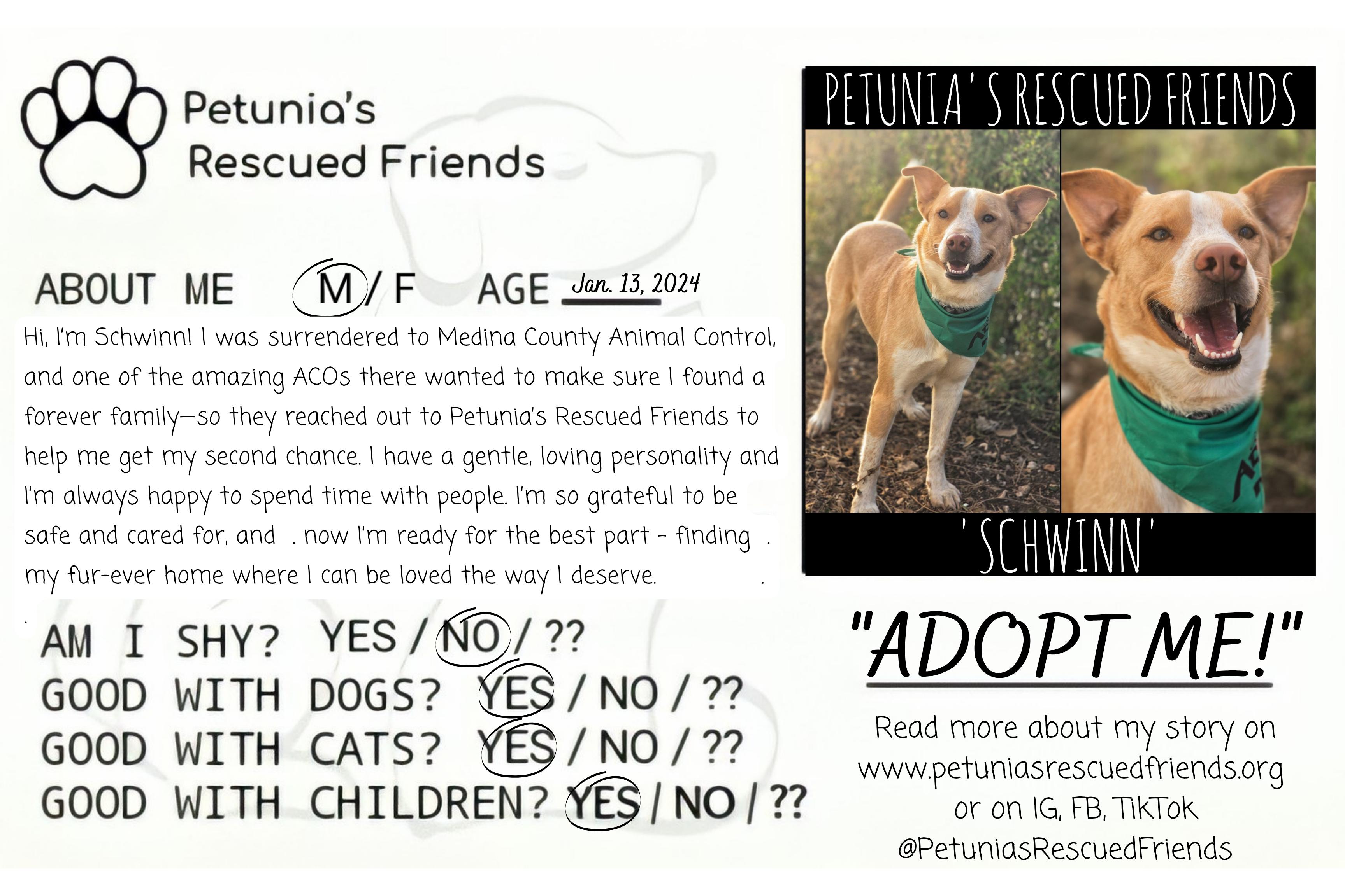 Enlarge Schwinn, a Adoptable mixed breed in Castroville, TX image 2/2