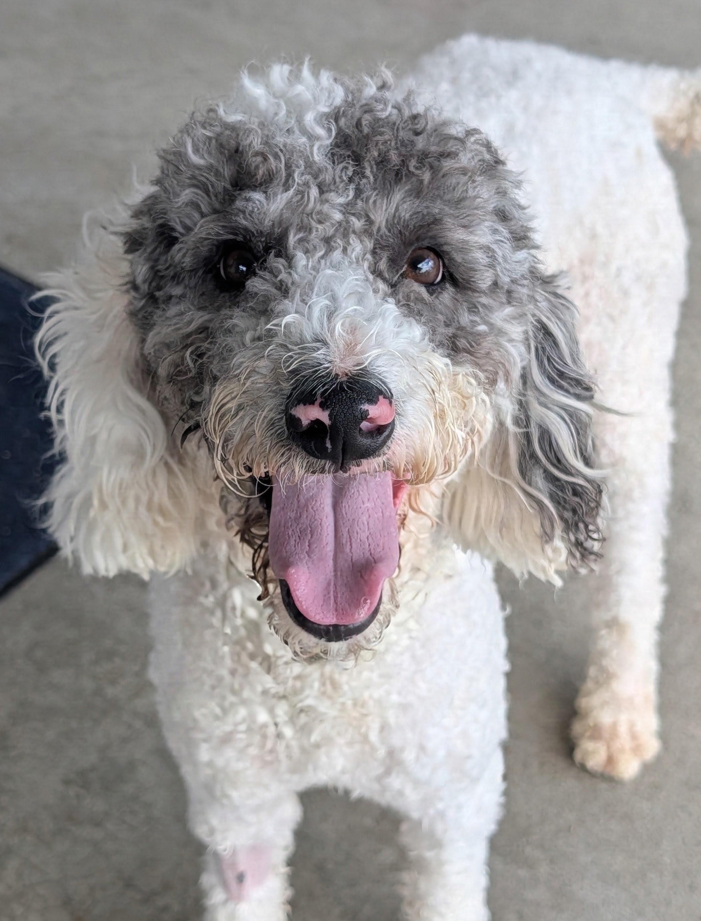 Bruno, Adoptable, Adult Male Labradoodle.