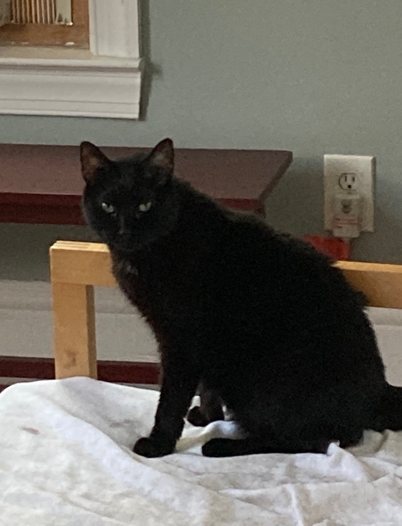 Laura, a Adoptable Domestic Short Hair in staten island, NY image 1/10