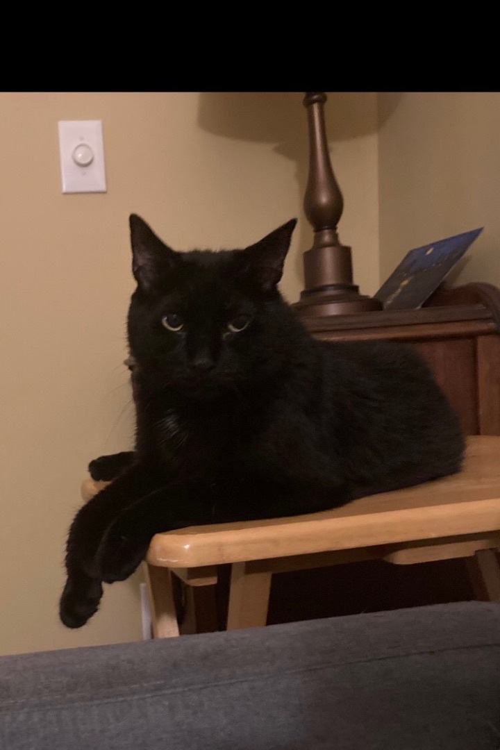 Laura, a Adoptable Domestic Short Hair in staten island, NY image 2/10