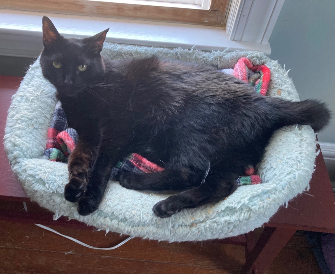 Laura, a Adoptable Domestic Short Hair in staten island, NY image 3/10