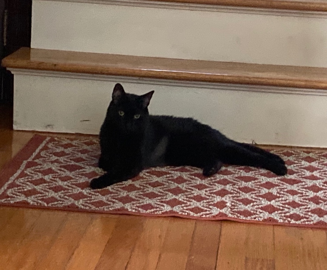 Laura, a Adoptable Domestic Short Hair in staten island, NY image 4/10