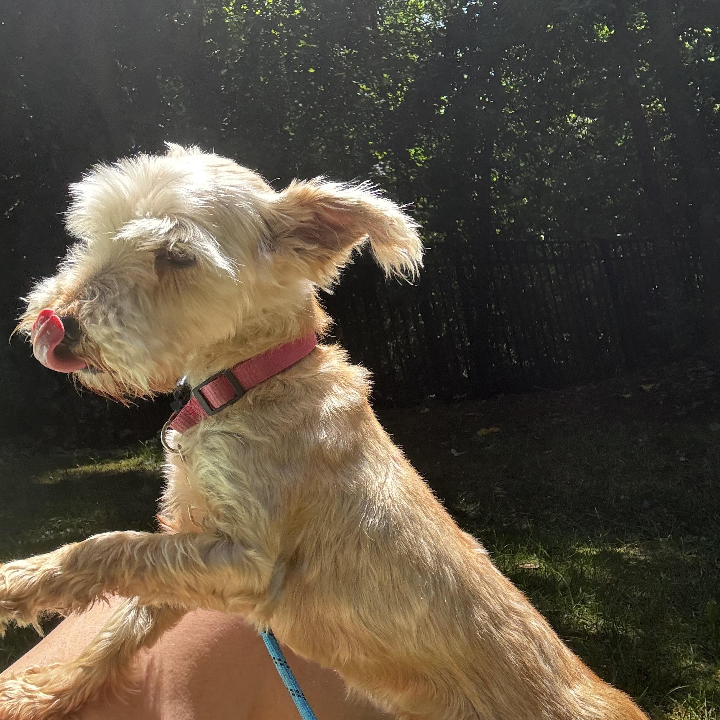 Enlarge Pearl, a ADOPTABLE mixed breed in Wilkesboro, NC image 1/3