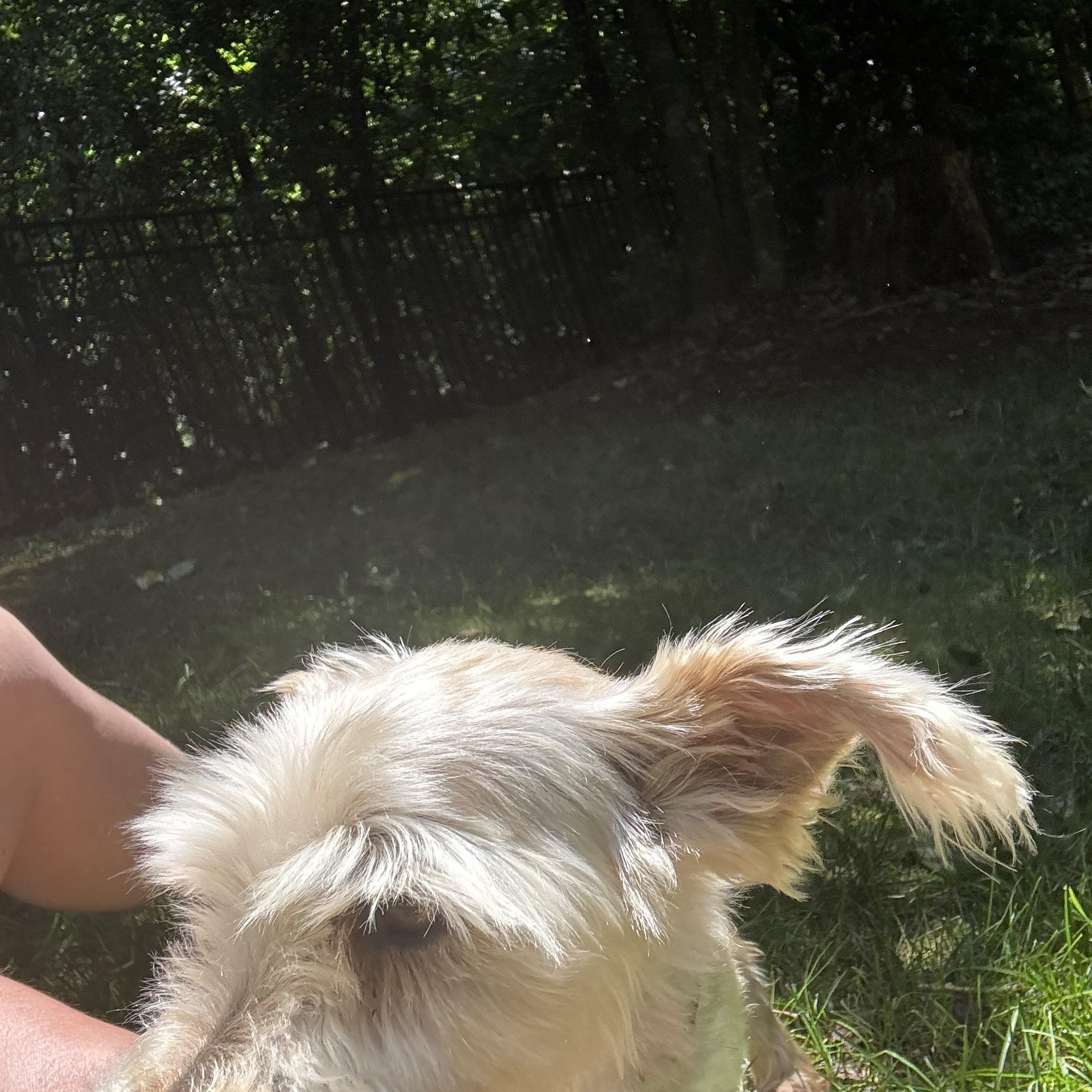 Enlarge Pearl, a ADOPTABLE mixed breed in Wilkesboro, NC image 2/3
