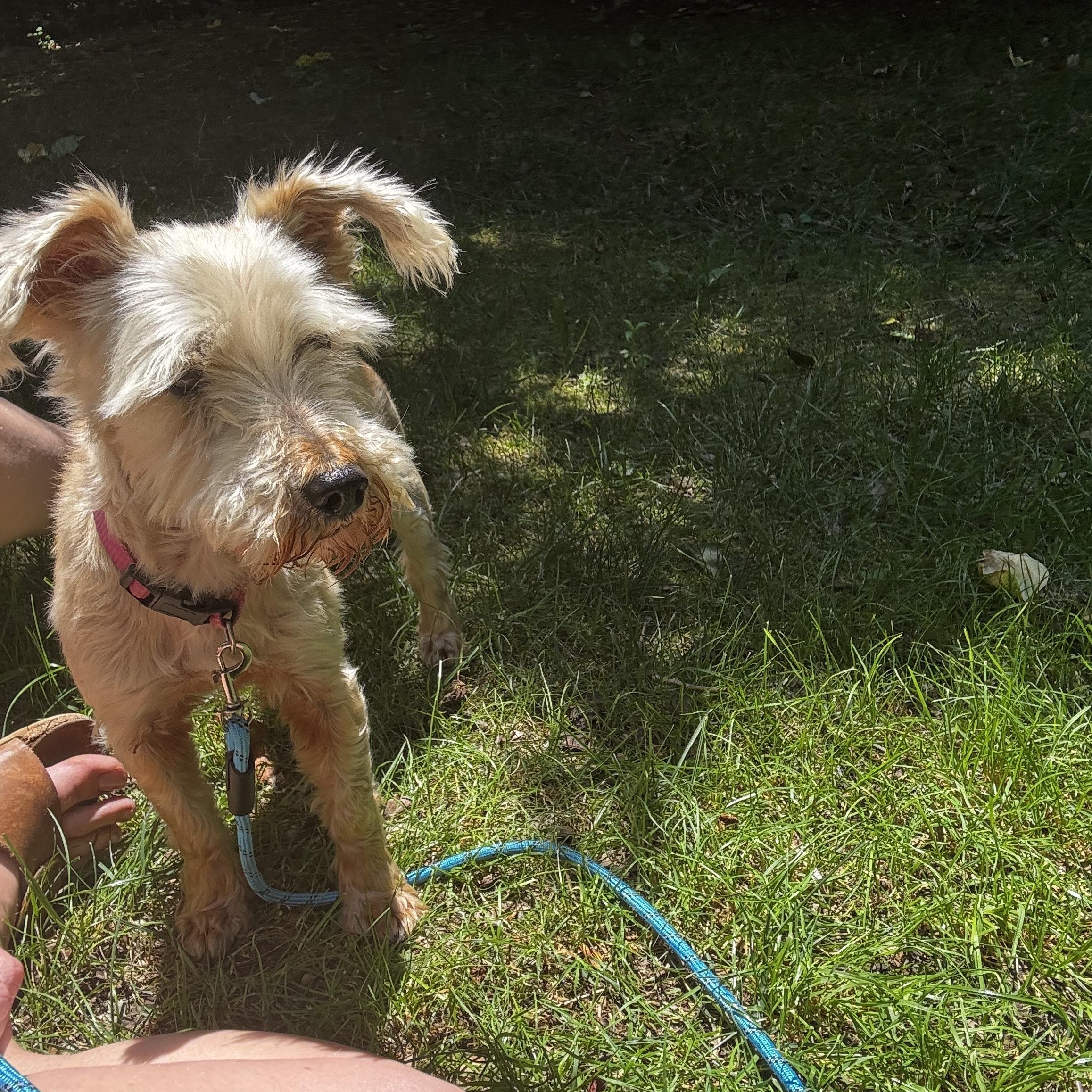 Enlarge Pearl, a ADOPTABLE mixed breed in Wilkesboro, NC image 3/3