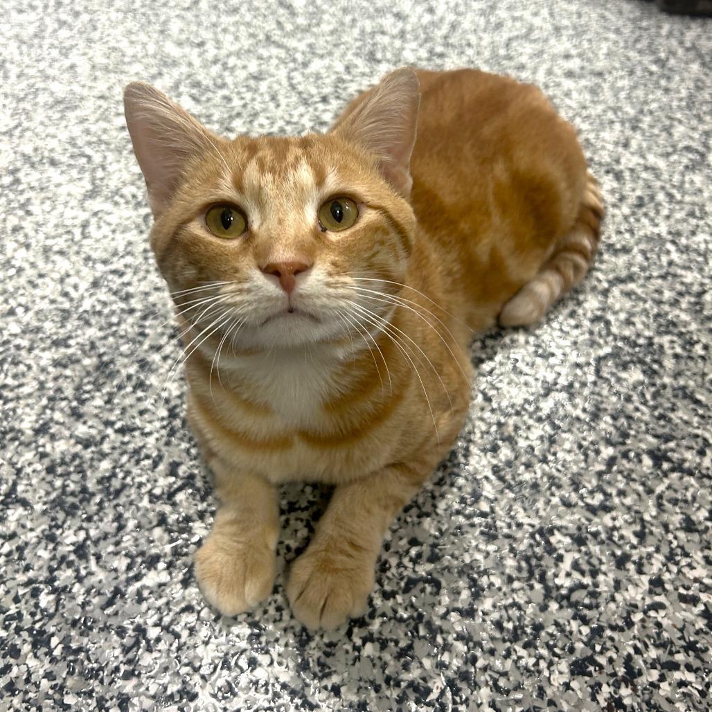 Cheddar, a Adoptable Domestic Short Hair in St. Louis, MO image 1/6