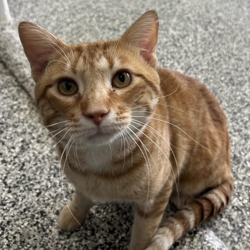 Cheddar, a Adoptable Domestic Short Hair in St. Louis, MO image 2/6