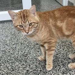 Cheddar, a Adoptable Domestic Short Hair in St. Louis, MO image 3/6