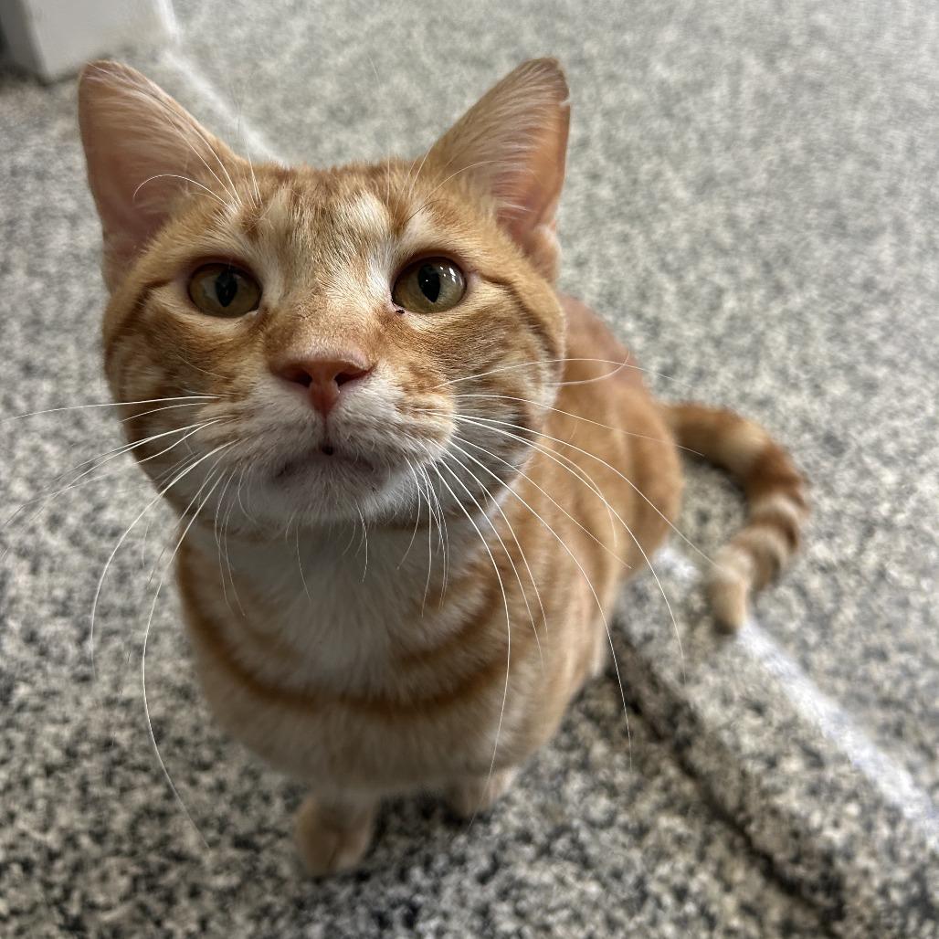 Cheddar, a Adoptable Domestic Short Hair in St. Louis, MO image 4/6